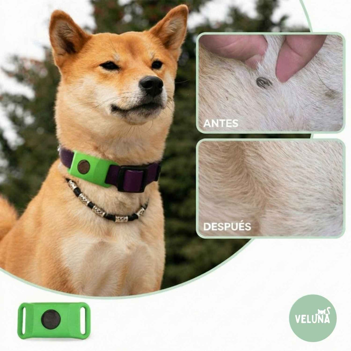 Collar Veluna antipulgas y garrapatas